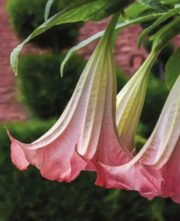 Brugmansia Suaveolens Seeds - Pink Angel's Trumpet, Fragrant Rose Flowers, Tropical Perennial Plant, 10 Pack