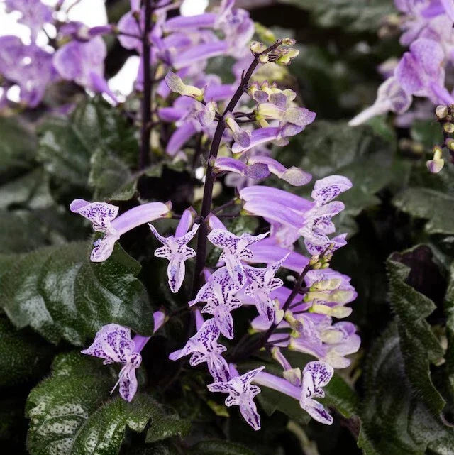 Purple Swedish Ivy - 1 Pot with 2 Fast-Growing Trailing Plectranthus australis Plants