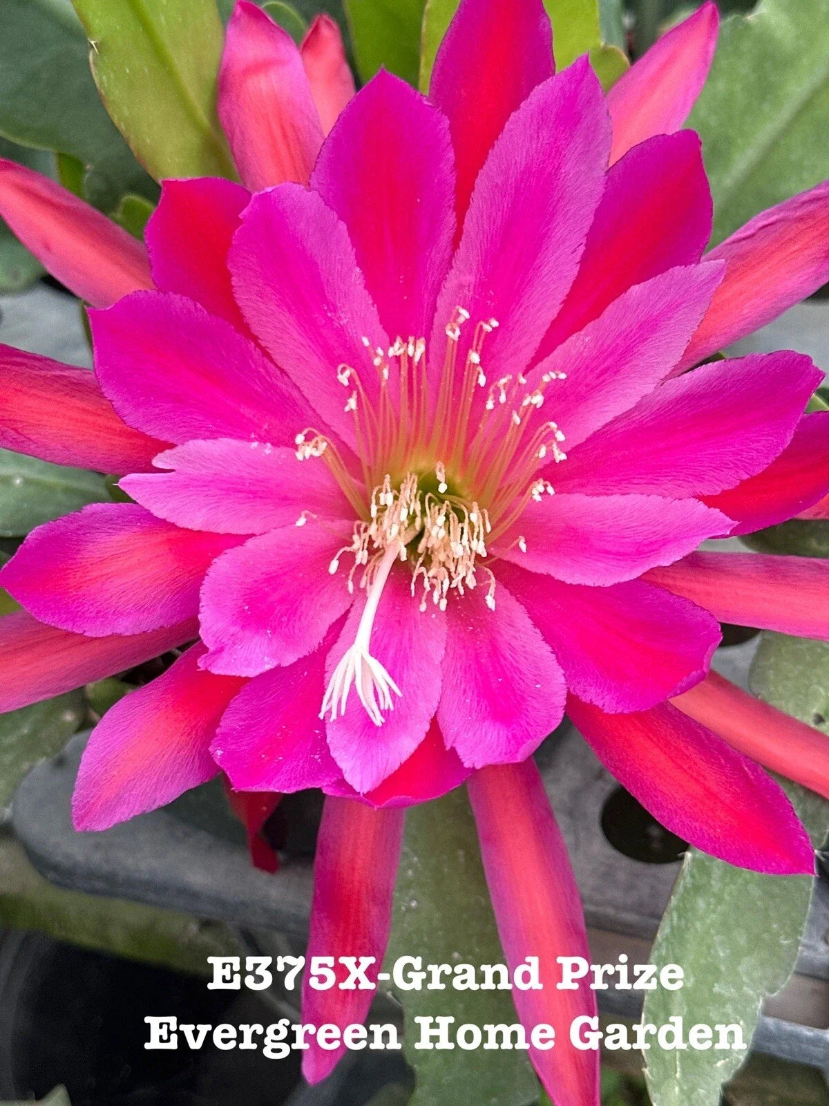 Rooted Epiphyllum Orchid Cactus 4" Starter Pot "Grand Prize" | Indoor Exotic Houseplant, Epiphyllum hybrid