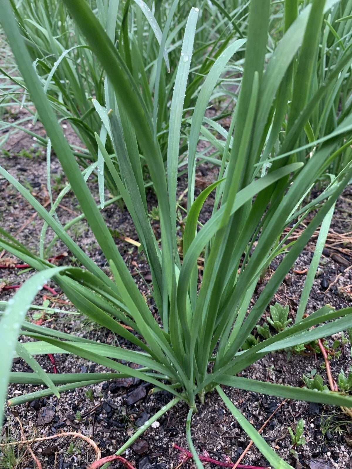 Organic Garlic Chives Leek Plant Bare Root – Allium tuberosum, Non-GMO, 55 Live Stalks for Culinary Use