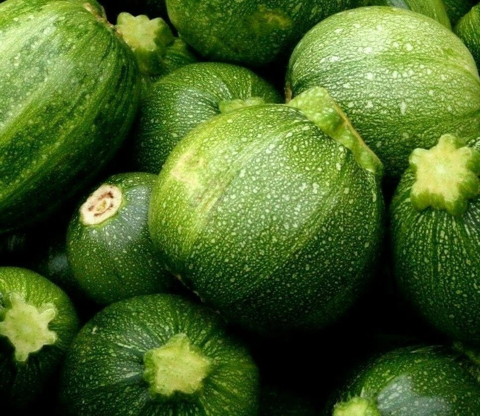 Round Zucchini Seeds 15+ Pack | Cucurbita pepo | Culinary Vegetable Garden