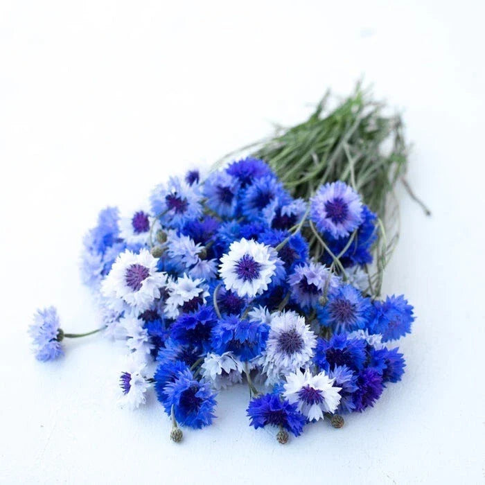 Bachelor Button Flower Seeds - 150+ Heirloom Non-GMO Centaurea cyanus for Borders & Wildflowers