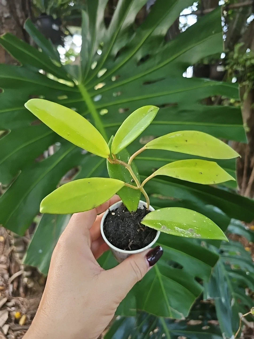 Hoya Pubicalyx Splash Tropical Houseplant - Large Leaf Wax Plant in 2.5" Pot