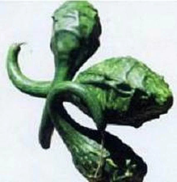 Caveman's Club Gourd Seeds – Heirloom Cucurbita Maxima for Decorative Gardening, Vining Plant, 20 Seeds