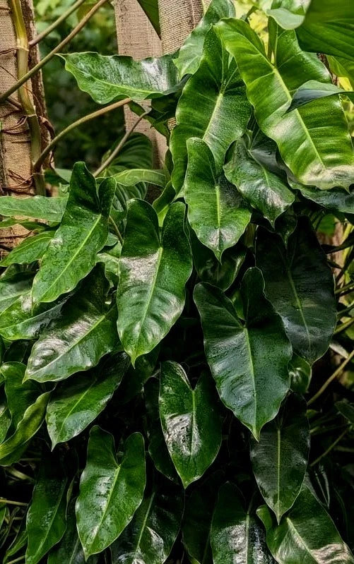 Philodendron 'Burle Marx' Plant with Roots – Easy to Grow Tropical Indoor Plant