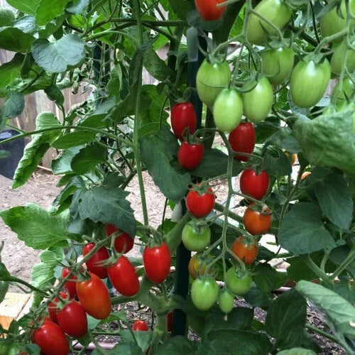 Juliet F1 Tomato Hybrid Seeds – Heirloom, Small, Sweet, Solanum lycopersicum, 50+ Seeds for Garden, USA Grown