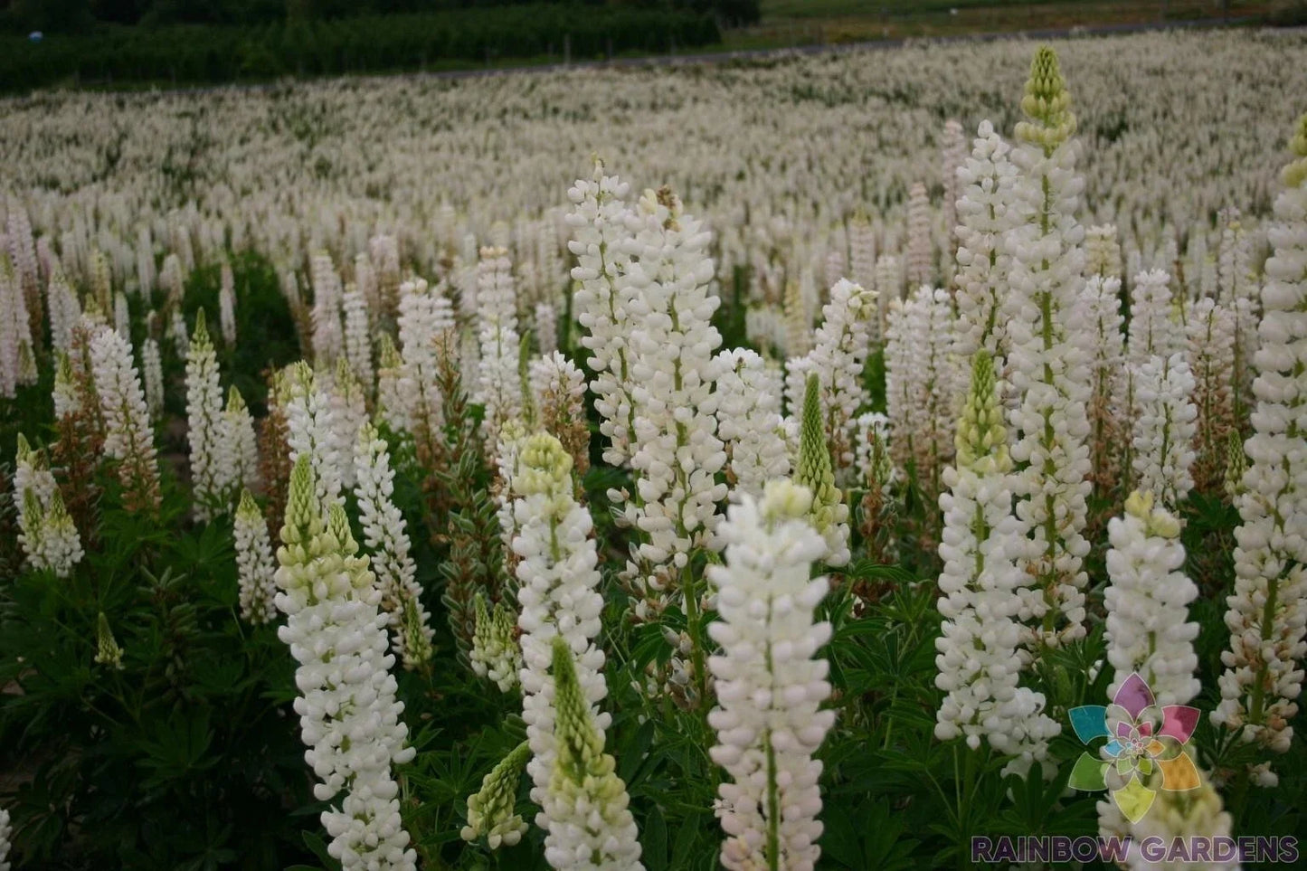 Russell White Lupine Seeds – Perennial Flower Pack – Lupinus polyphyllus – White Blooms – Easy to Grow Garden Seeds