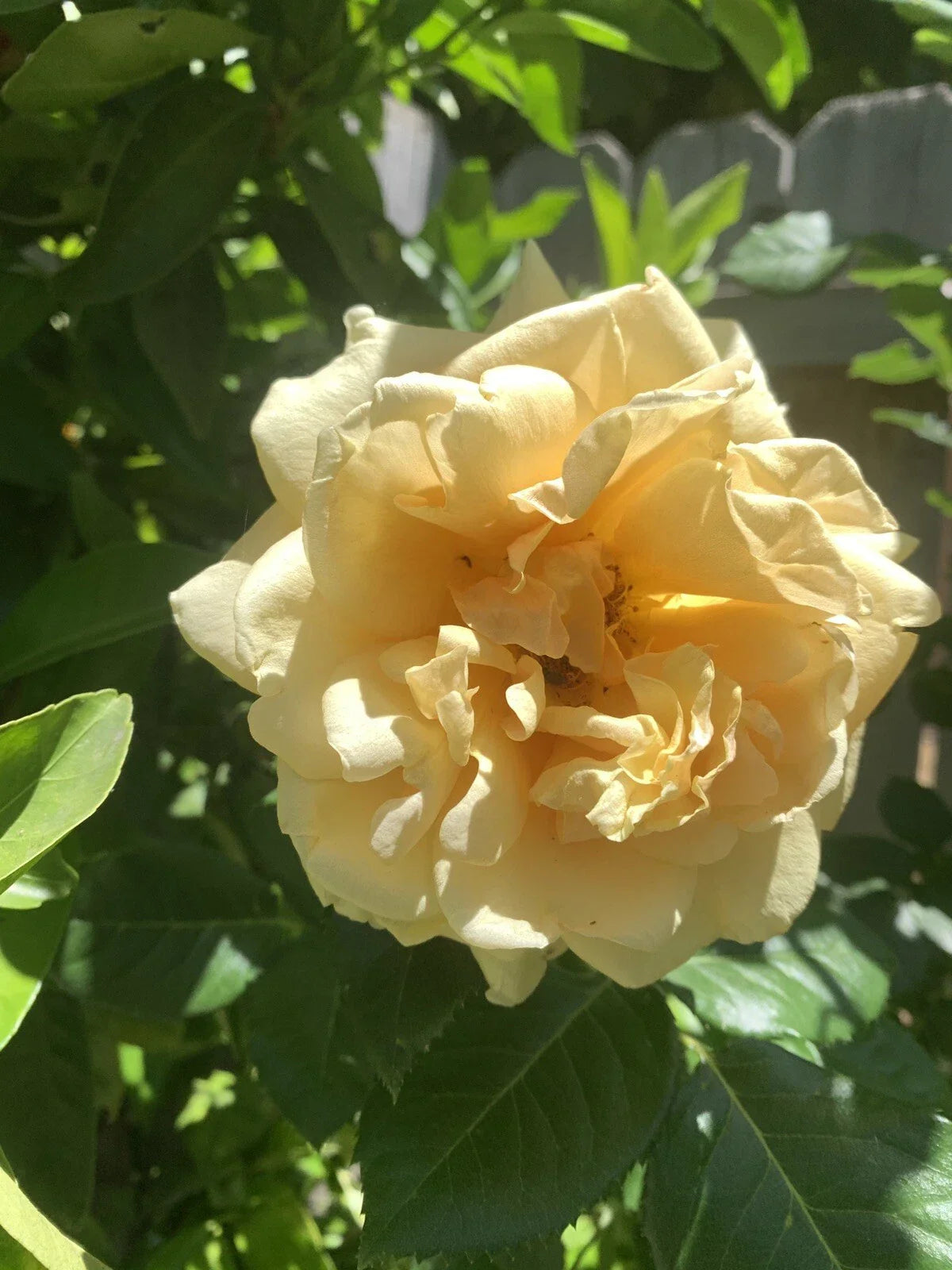 Pale Golden Fragrant Rose Cuttings 6 Inch Logs Rosa spp. 5 Pack