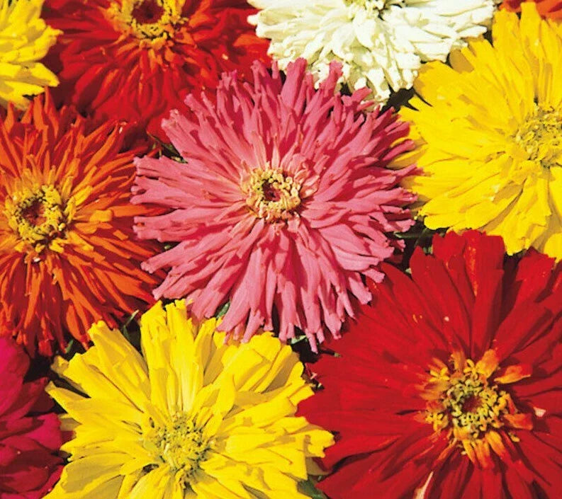 Zinnia Seeds Cactus Flowered Mix - 100+ Colors, Non-GMO, Easy to Grow Annual