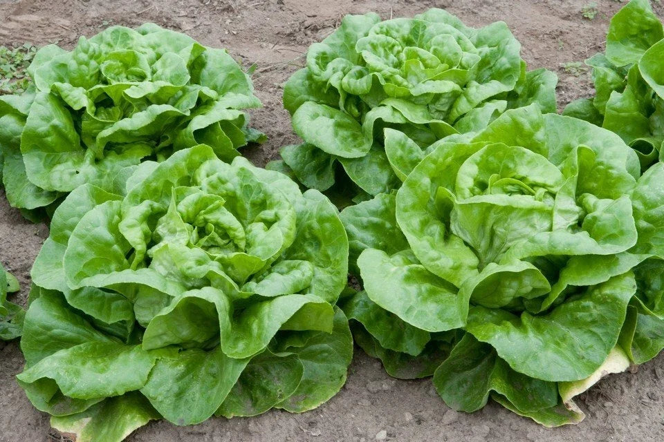 Butterhead Lettuce Seeds – Lactuca sativa var. capitata – Non-GMO, Compact, Salad Greens, 100+ Seeds