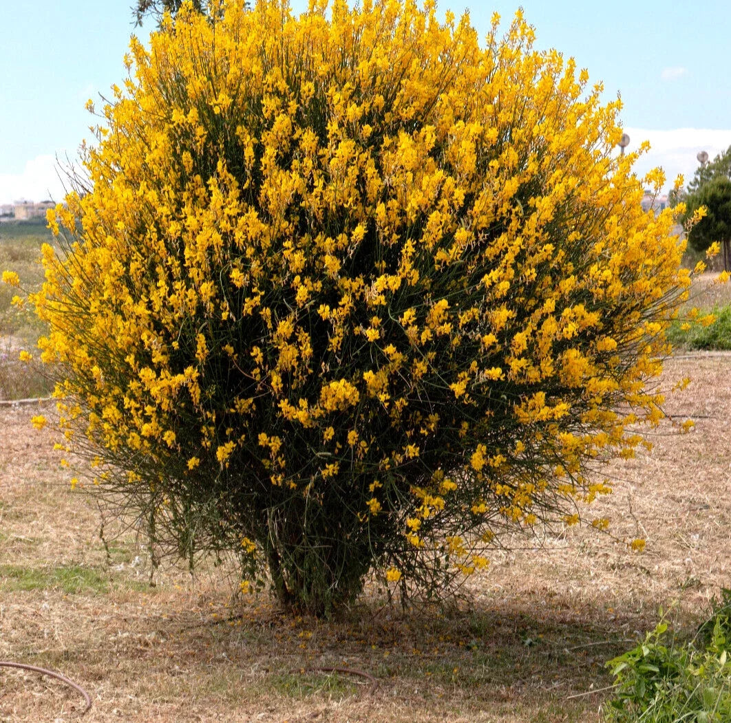 Spanish Broom Seeds - 20 Pack - Yellow Flowering Shrub - Spartium junceum - Drought-Tolerant Garden Plant