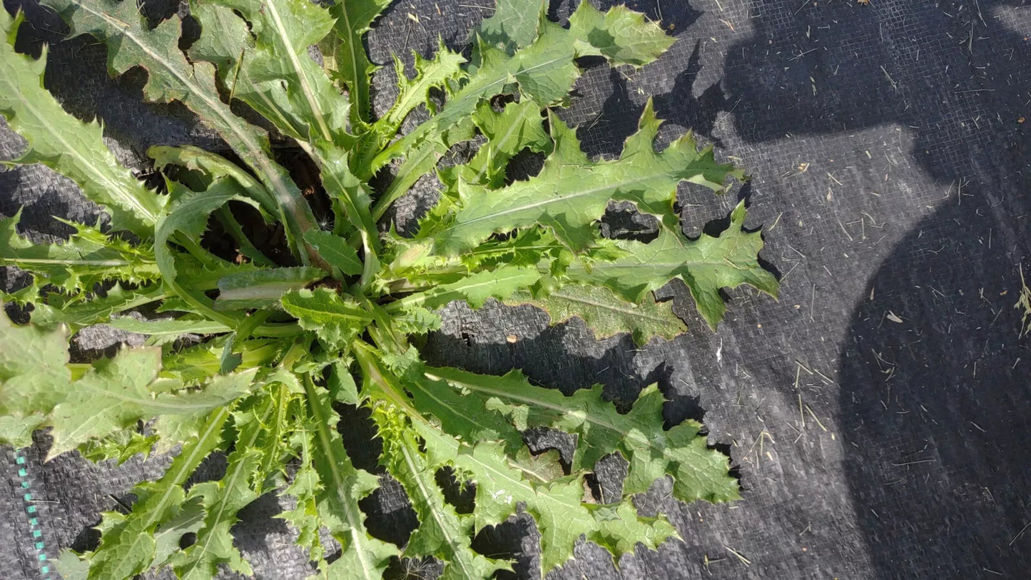 Wild Lettuce Plant 1M Live Organic Lactuca Virosa for Pain Relief, USA Grown