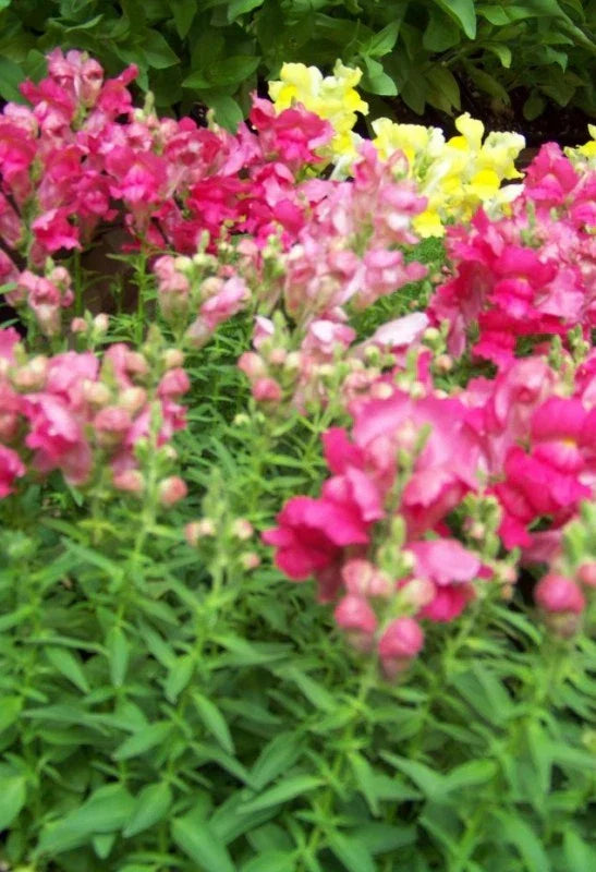 Snapdragon Seeds Northern Lights Mix 5000 Seeds Antirrhinum majus