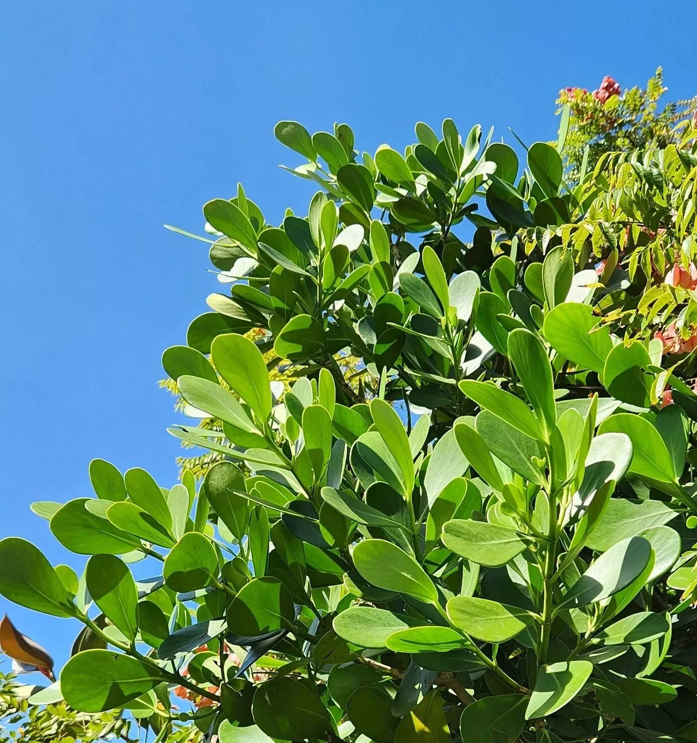Clusia Rosea Autograph Tree - Small Rooted Starter Plant - Indoor/Outdoor Pitch Apple Shrub