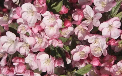 Coralburst Crabapple Seeds - Malus 'Coralburst' for Garden Planting, Ornamental Tree, Pink Flowers, Vibrant Fruits, 25+ Seeds