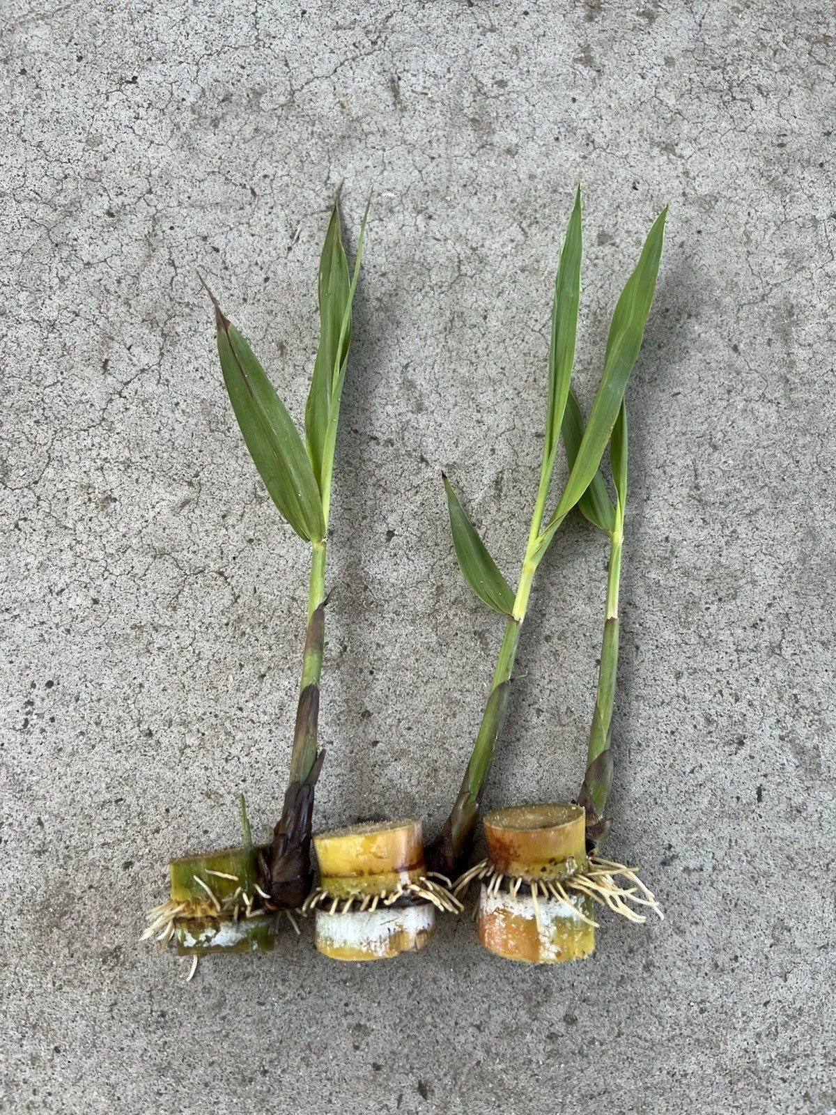 Rooted Sugarcane Cuttings - 3 pcs Saccharum officinarum Tropical Plant for Garden or Container