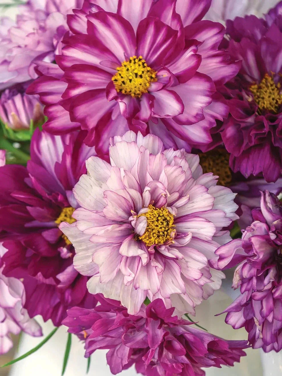Cosmos Seeds - 200+ Double Click Bicolor Violet - Cosmos bipinnatus - Garden Flower Seeds USA