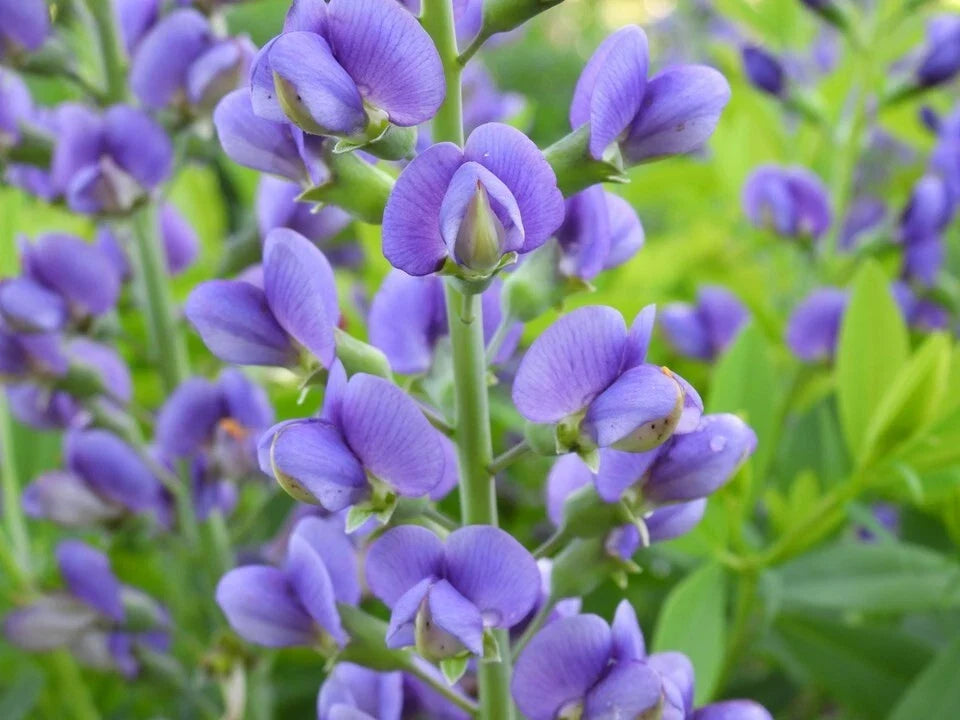Live Baptisia Australis Blue Indigo Plant - Perennial Flowering Bare Root, Blue Flowers, Pollinator Attractant