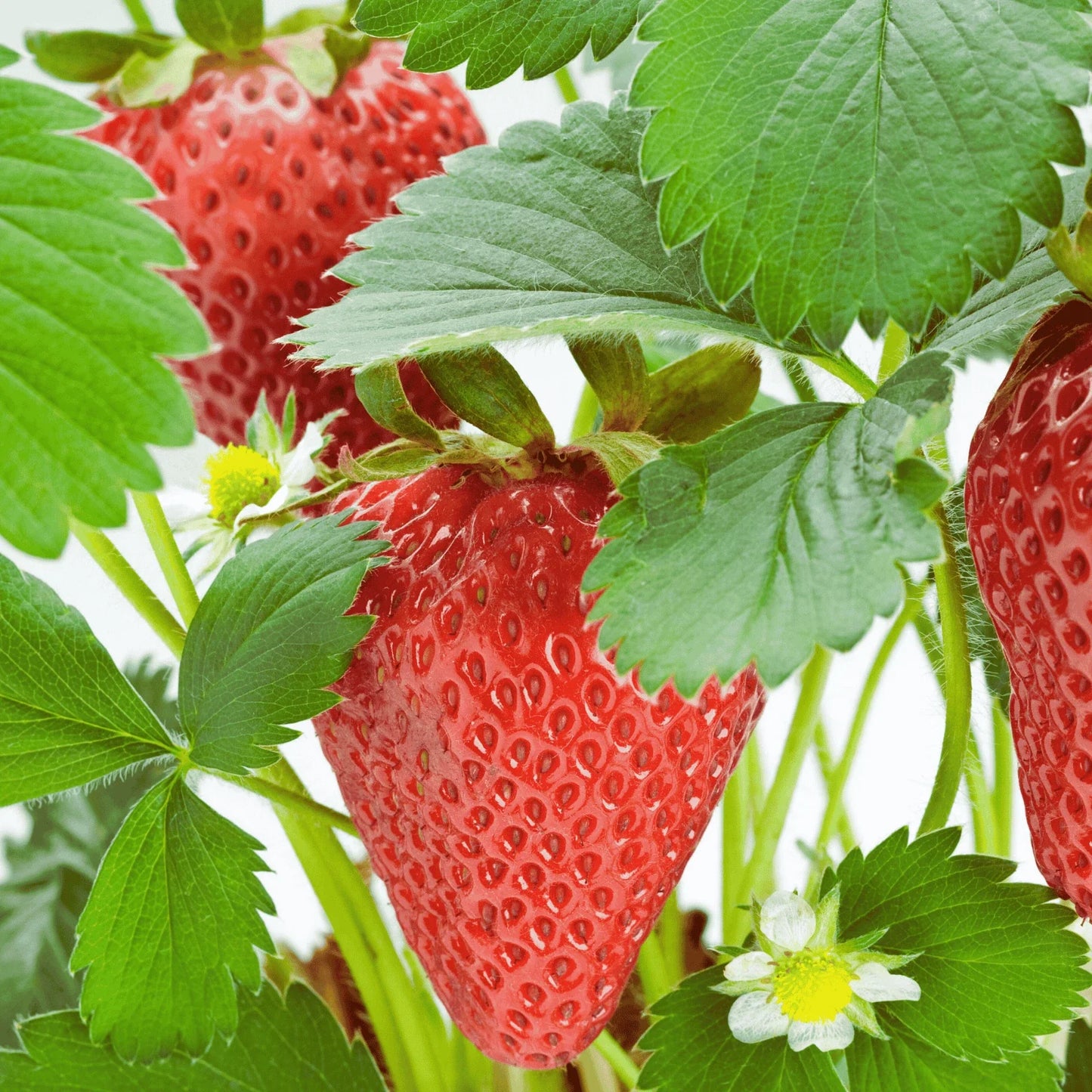 Rutgers D'light Strawberry Roots – Bare Root Ever-Bearing Fragaria × ananassa for Home Gardens & Containers
