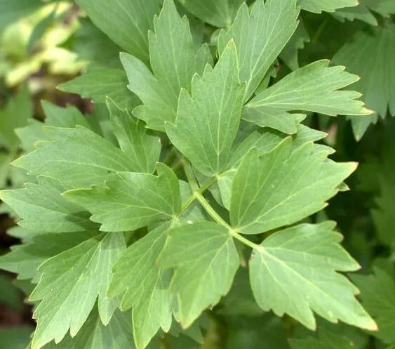 Lovage Seeds - 200+ Non-GMO Perennial Herb for Cooking Soups & Stews