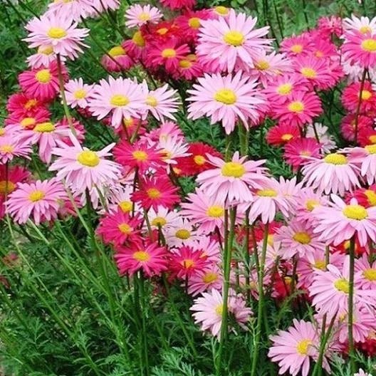 Painted Daisy Seeds - Robinson's Giant Mix - Non-GMO Perennial with Large Colorful Flowers - Bellis perennis, 100 Seeds