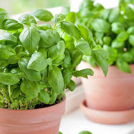 Large Sweet Basil Seeds for Pots - Non-GMO Herb Seeds - 500 Ocimum basilicum for Container Gardens