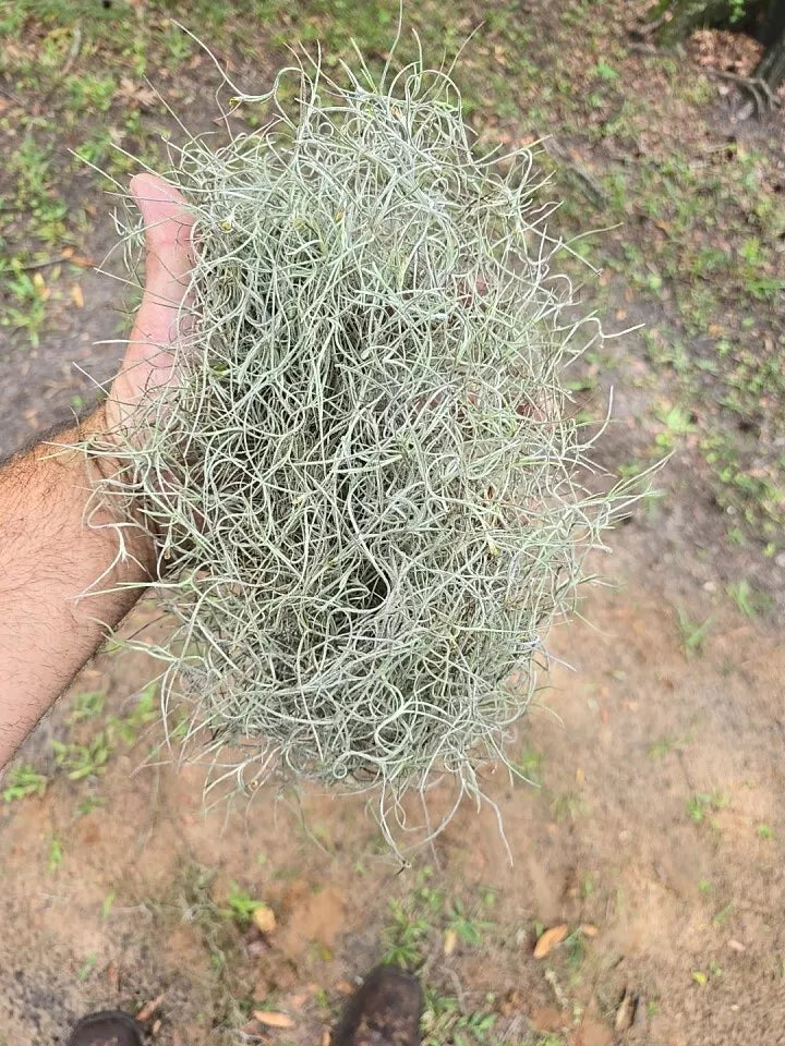 Live Spanish Moss 1 lb Bag - Tillandsia usneoides Air Plant for Crafts & Garden Decor