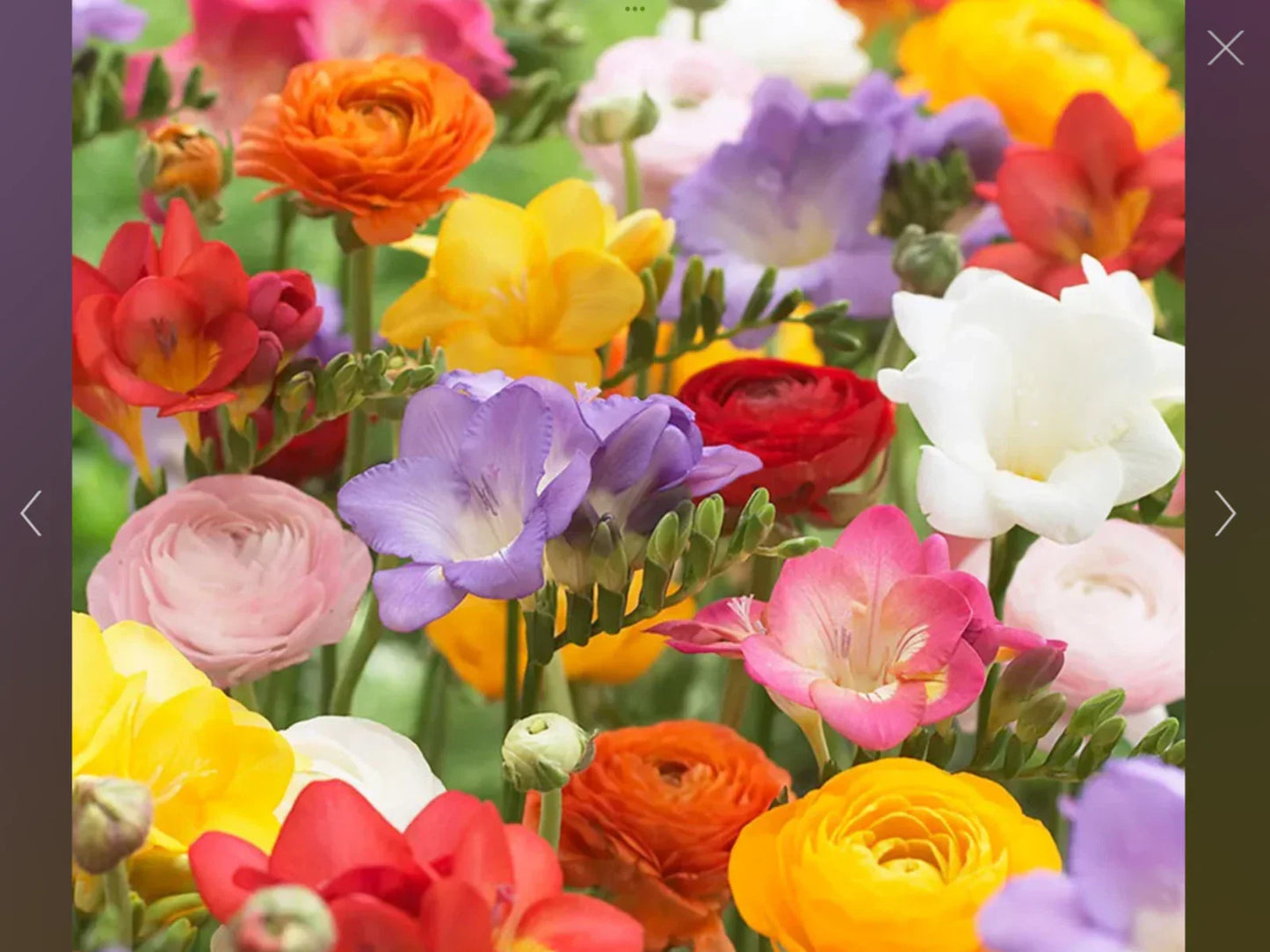 Freesia and Ranunculus Seed Collection - 150 Flower Seeds for Garden Planting