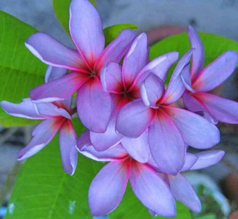 Light Purple Pink Plumeria Seeds - Perennial Flower Plants - Frangipani (Plumeria spp.) - Tropical Blooming Seeds