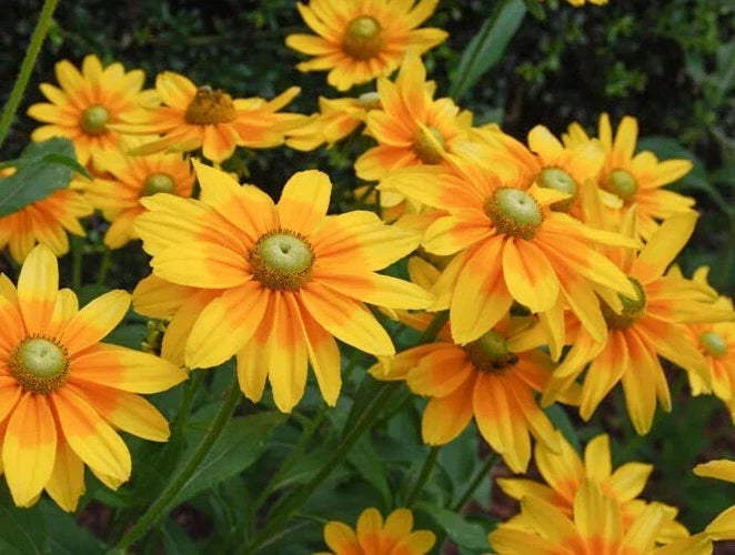 Rudbeckia Irish Spring Seeds - Black-Eyed Susan Perennial Flower Seeds for Garden Planting, 20 Pack