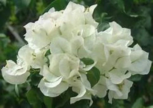 Bougainvillea Starter Plant - Keywest White - Bare Root Tropical Flowering Plant - Bougainvillea glabra