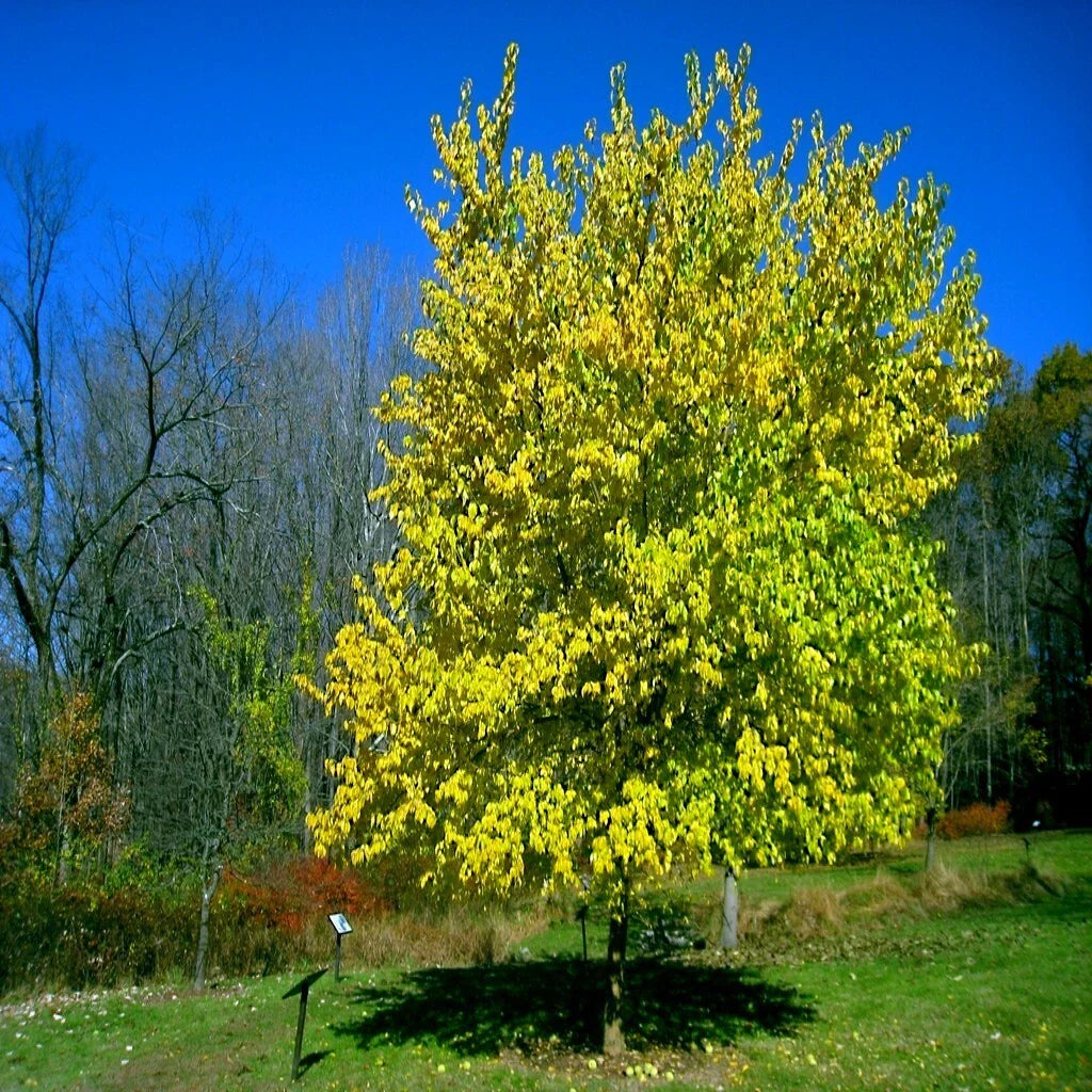 Osage Orange Tree Seeds 20 Pack - Maclura Pomifera Fast Hardy Hedge Apple