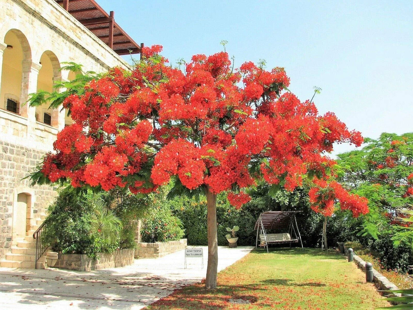 Royal Poinciana Tree Starter Plant 8-12" Delonix Regia Flamboyant Red Flame Flower