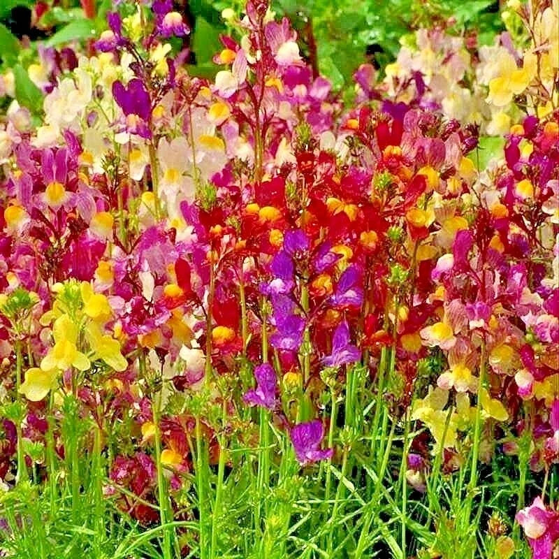 Dwarf Snapdragon Flower Seeds Mix – Over 2000 Antirrhinum majus Seeds for Container Gardening & Borders