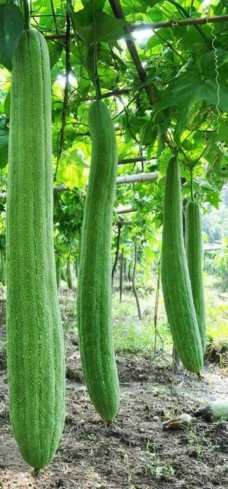 Luffa Gourd Seeds - Organic Fresh Sponge Gourd Seeds - Luffa aegyptiaca - Climbing Vine for Home Garden, Sustainable Living