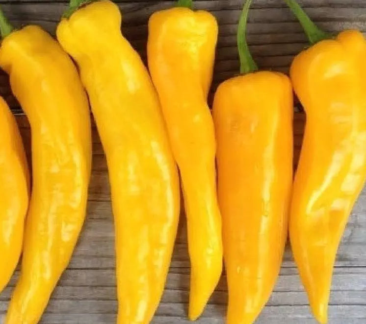 Golden Marconi Pepper Seeds - 30+ Sweet Capsicum annuum Seeds for Home Garden