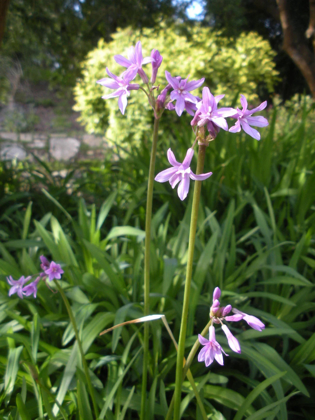 Society Garlic Seeds - 15 Pack - Edible Perennial Flower Tulbaghia violacea