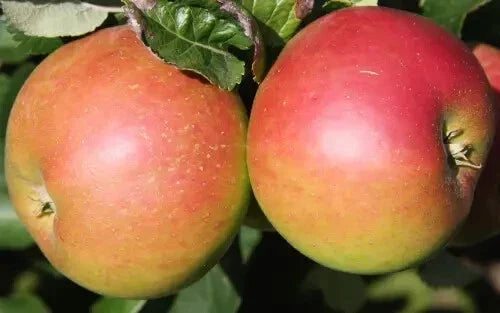 Annie Elizabeth Apple Seeds - Heirloom Malus domestica for Home Garden Planting, Non-GMO, USA Grown, Free Shipping