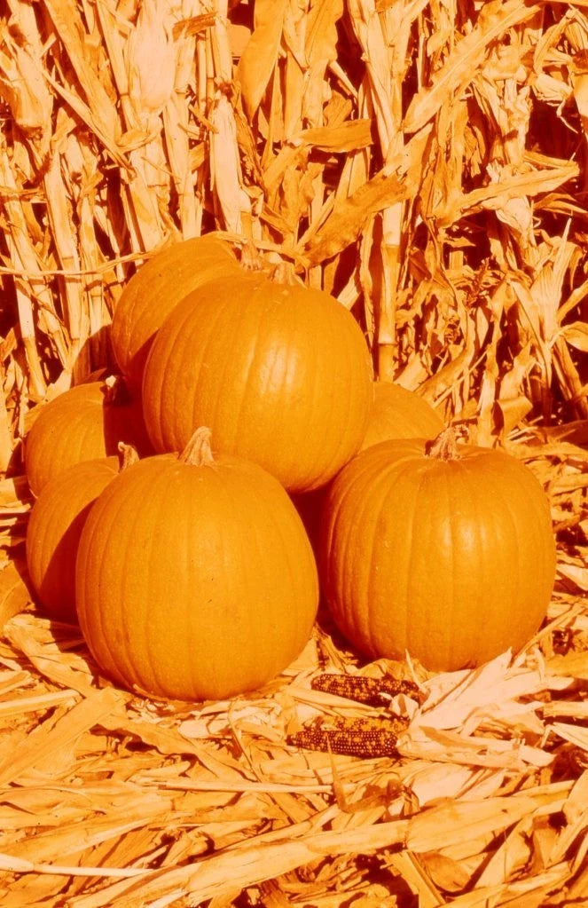 Hybrid Pumpkin Seeds Pack - Compact Spirit Cucurbita pepo for Small Gardens & Containers