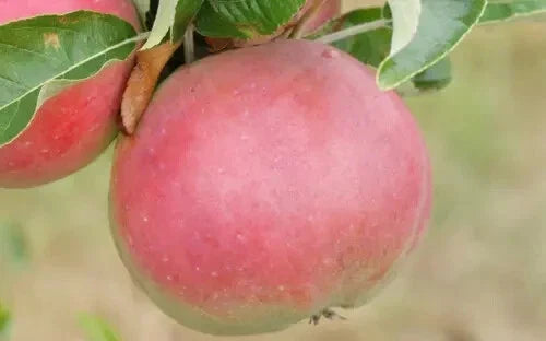 Apple Seeds for Planting - 25+ Sops in Wine Variety - Malus domestica - Non-GMO, Organic, USA Grown