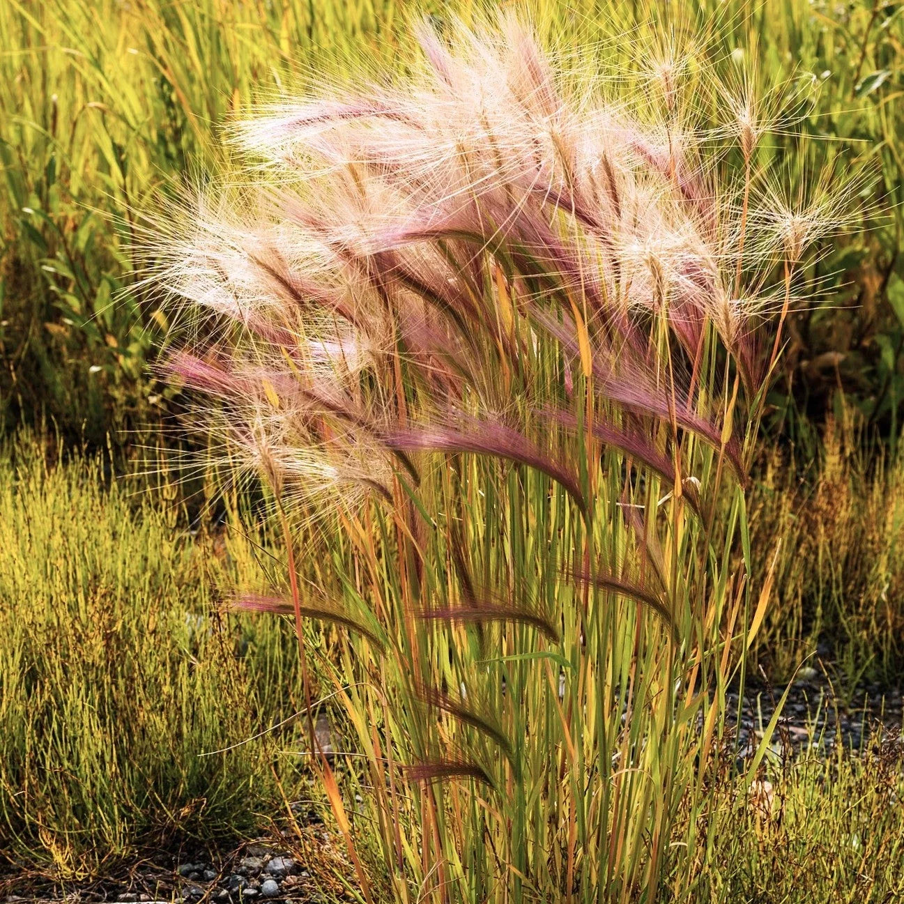 Squirrel Tail Grass Seeds - Native Hordeum jubatum for Landscaping, Erosion Control & Wildlife Attractant