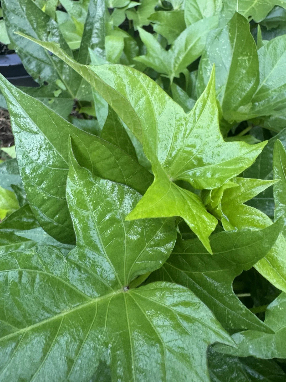 Okinawan Sweet Potato Slips - 5 Unrooted Cuttings - Purple Flesh - Ipomoea batatas Vegetable Plant