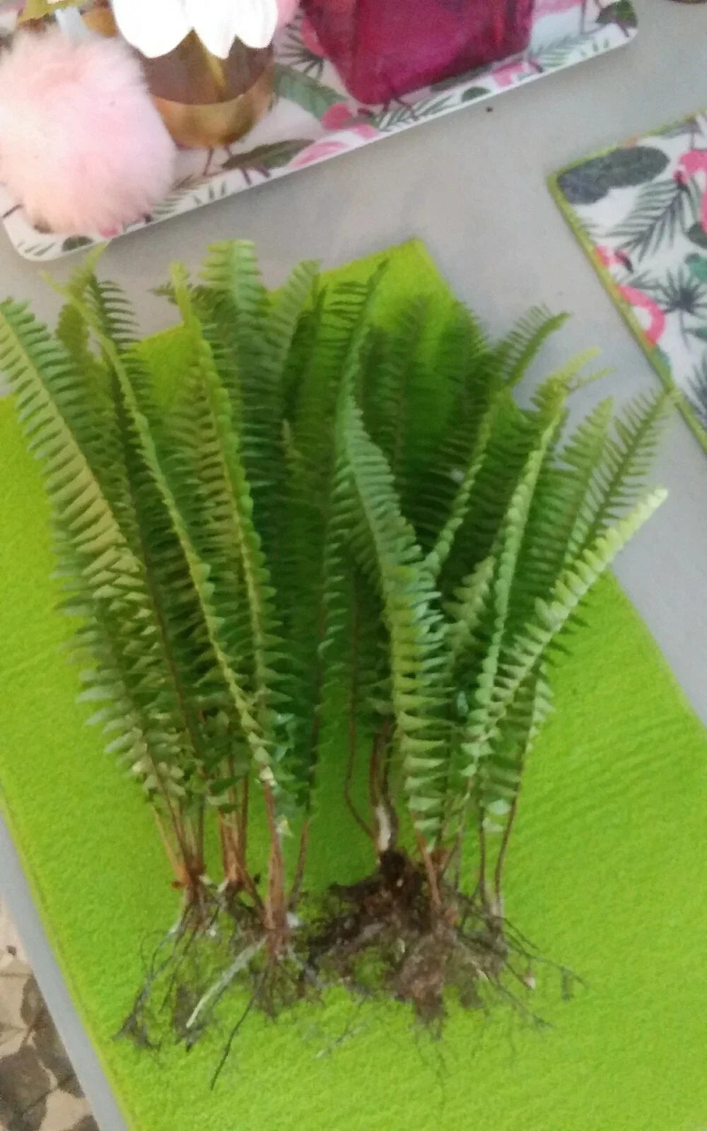 15 Rooted Live Boston Fern Plants - Nephrolepis exaltata for Shade Gardens