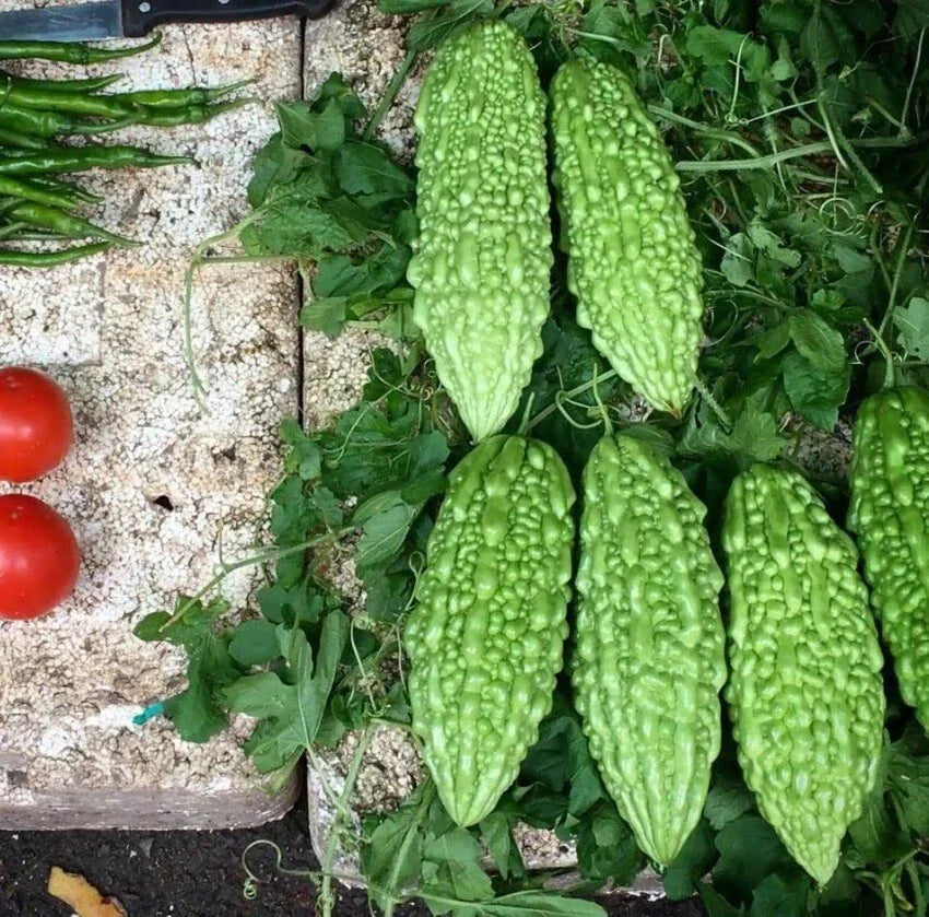 Live Green Bittermelon Plant - 8" Tall in 4" Pot - Rare Variety - Momordica charantia
