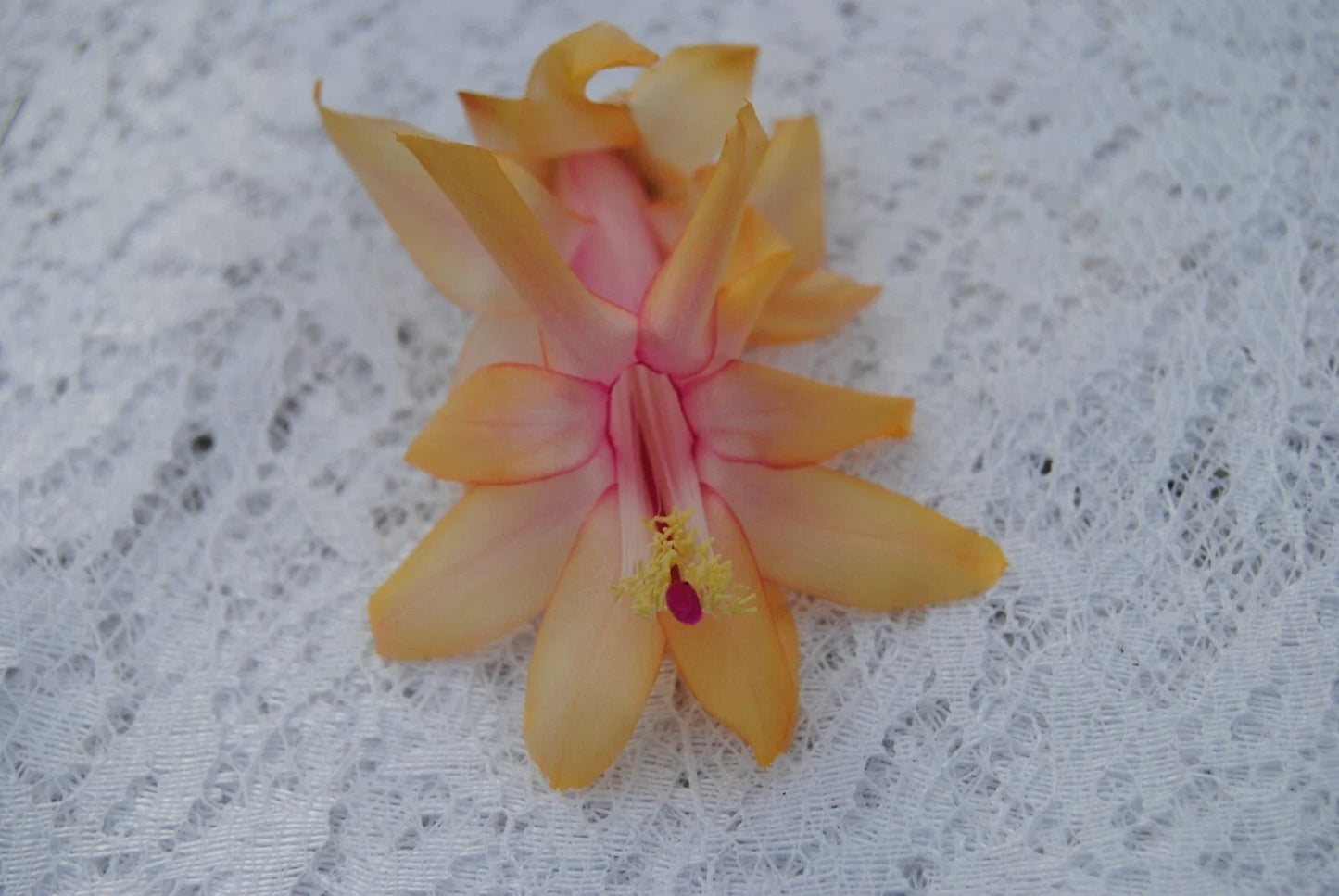 Christmas Cactus Starter Plant, Small Schlumbergera Truncata, Indoor Succulent, Holiday Blooms, Well-Rooted Plant for Gifting