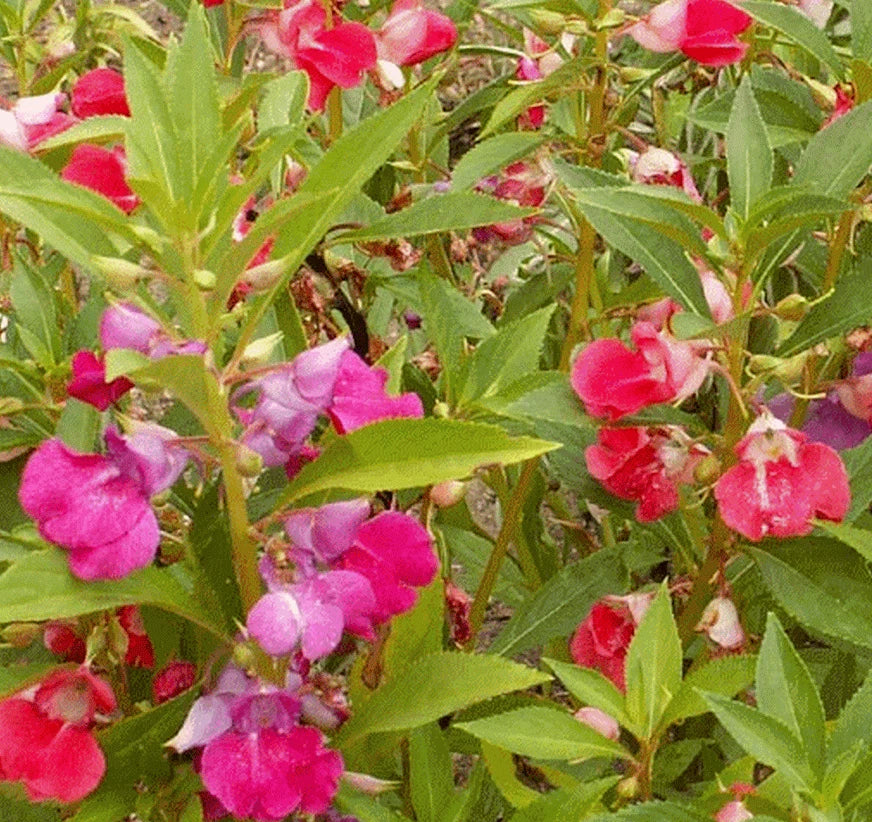 Balsam Seeds 100+ Camellia Flowered Mix - Large Double Blossoms Annual