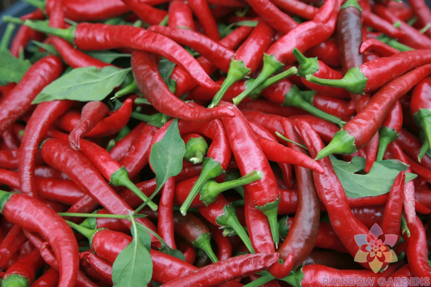 Carolina Cayenne Hot Pepper Seeds - 25+ Pack - Capsicum annuum - USA Grown