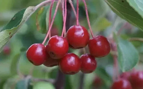 Siberian Crabapple Seeds - 25+ Count - Malus baccata - Deciduous Tree for Garden Planting - Hardy, Fast-Growing, Pollinator-Friendly