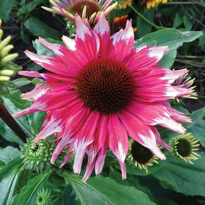 Pink White Coneflower Seeds – Echinacea purpurea Perennial Flower Seeds for Garden, Full Sun, Butterfly & Bee Attractant, 50 Pack