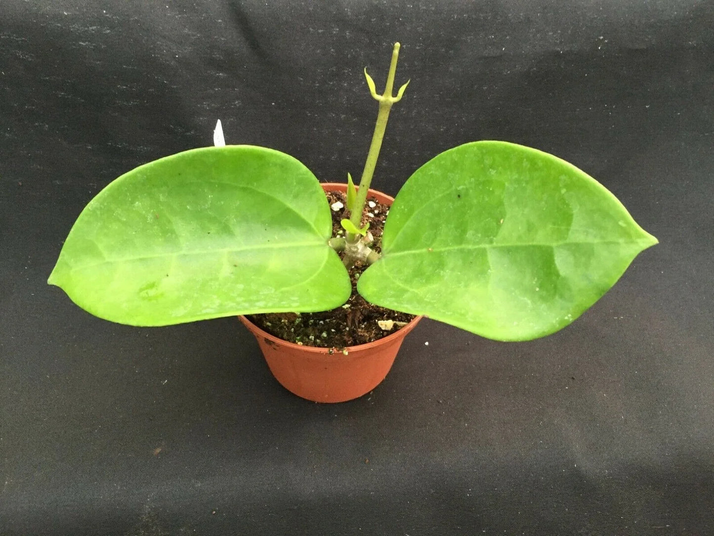 Hoya pottsii 'Chiang Mai' Rooted Plant in 2.5" Pot, Fragrant Star-Shaped Flowers, Indoor Vining Plant